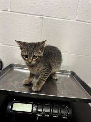 Shelter Stray Female Cat last seen RANCH LN/MARCELLA AVE,63121, 10521 Baur Blvd, Olivette, MO 63132, USA