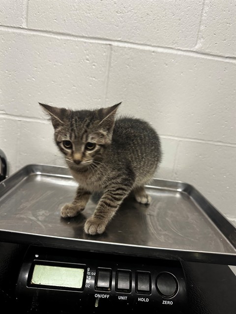 Shelter Stray Female Cat last seen RANCH LN/MARCELLA AVE,63121, 10521 Baur Blvd, Olivette, MO 63132, USA