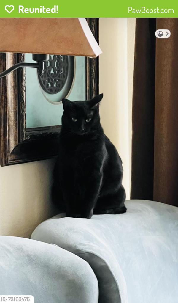 Reunited Female Cat last seen Branch Hollow Trail and Leafy Trail, Fort Worth, TX 76123