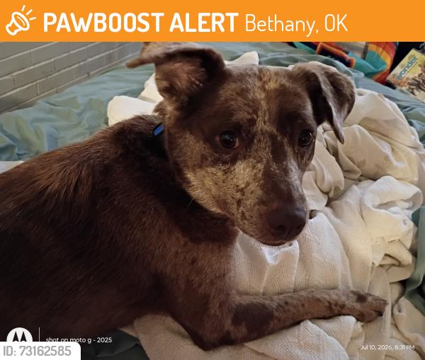Found/Stray Female Dog last seen From shelter. Being fostered, Bethany, OK 73008