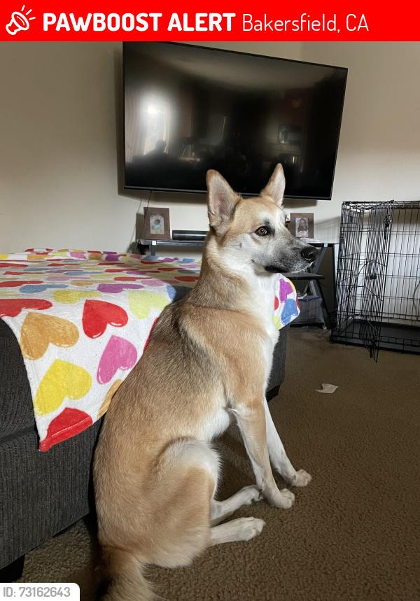 Lost Female Dog last seen Monitor and Hoskings, Bakersfield, CA 93307