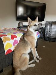 Lost Female Dog last seen Monitor and Hoskings, Bakersfield, CA 93307