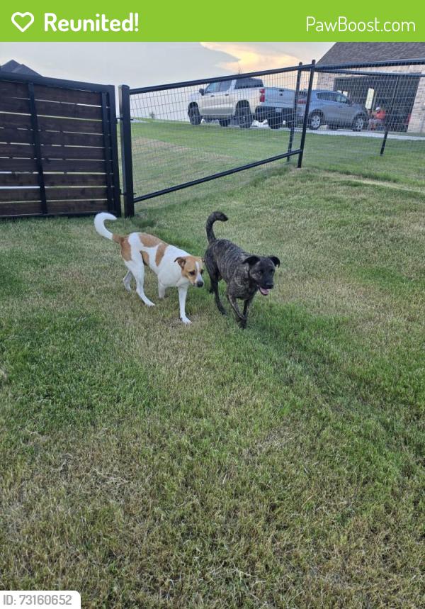Reunited Male Dog last seen Tucker drive between Azle Hwy and Veal Station rd, Parker County, TX 76085