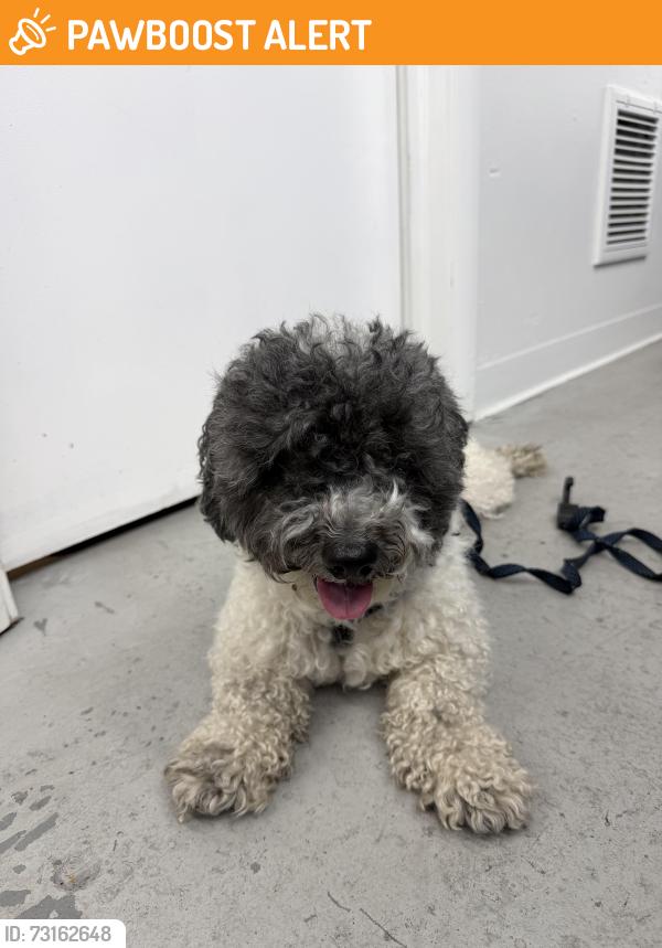 Found/Stray Unknown Dog last seen Lake ave and dixie, Lake Worth Beach, FL 33460