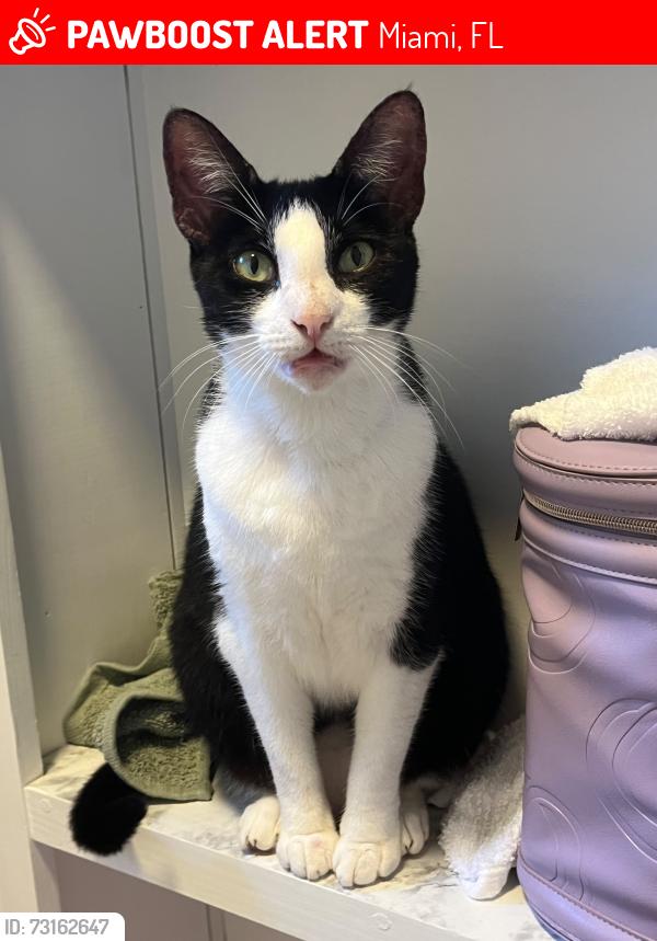Lost Female Cat last seen Near NW 91st Street, Miami, FL 33147