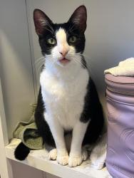 Lost Female Cat last seen Near NW 91st Street, Miami, FL 33147