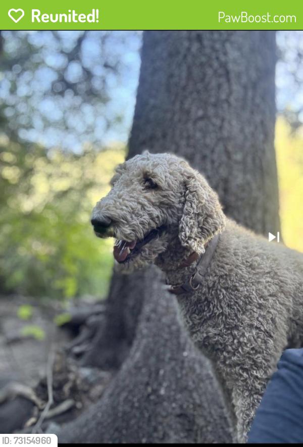 Reunited Female Dog last seen 528/Sierra Grande, Rio Rancho, NM 87144