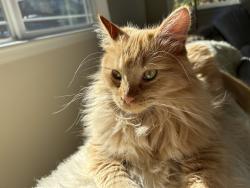 Lost Female Cat last seen Picadilly Copperleaf, Aurora, CO 80015