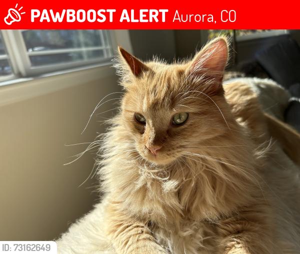 Lost Female Cat last seen Picadilly Copperleaf, Aurora, CO 80015