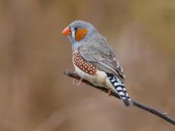 Lost Male Bird last seen Canada, Toronto, ON M9W 3W6