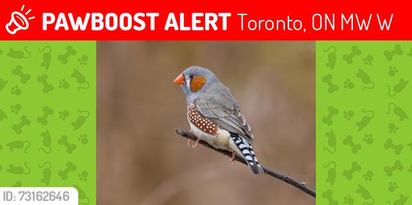 Lost Male Bird last seen Canada, Toronto, ON M9W 3W6