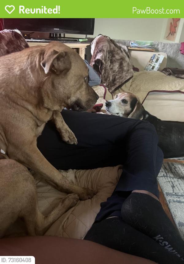 Reunited Male Dog last seen East Syracuse, NY 13057, USA, East Syracuse, NY 13057