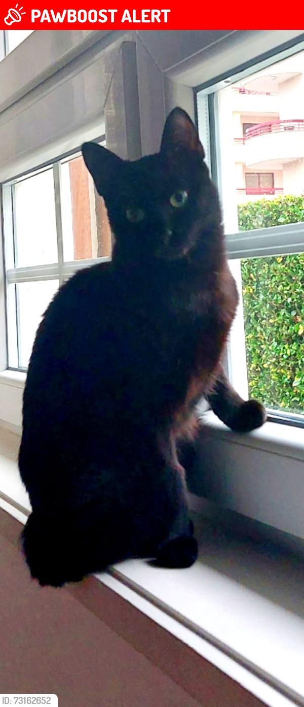 Lost Female Cat last seen Kensal Road Job Centre, Greater London, England 