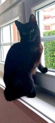 Lost Female Cat last seen Kensal Road Job Centre, Greater London, England 