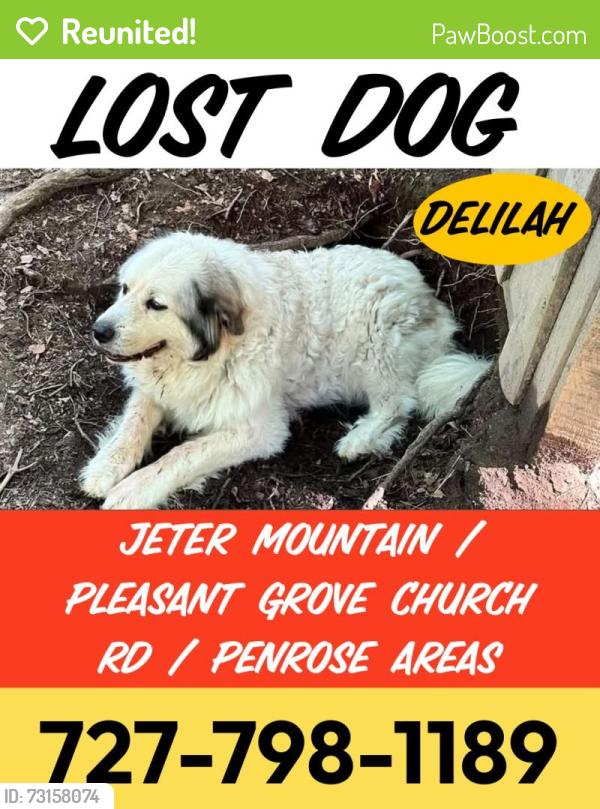 Reunited Female Dog last seen Jeter Mountain Road and Pleasant Grove Church Road, Etowah, NC 28739