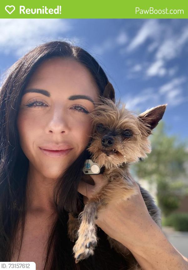 Reunited Female Dog last seen Homeward and water street, Henderson, NV 89015