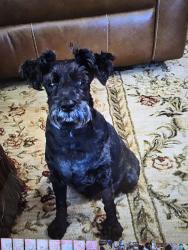 Reunited Male Dog last seen Castlemen creek, Hewitt, TX 76643