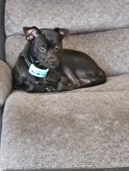 Lost Male Dog last seen Haster, Anaheim, CA 92840