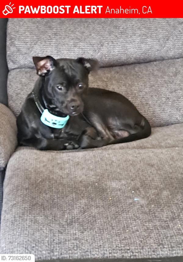 Lost Male Dog last seen Haster, Anaheim, CA 92840