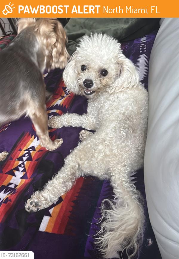 Found/Stray Female Dog last seen Advanced auto parts, North Miami, FL 33161