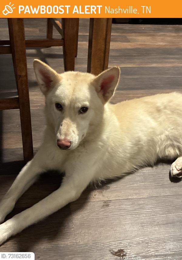 Found/Stray Male Dog last seen Camden west, Nashville, TN 37209