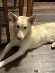 Found/Stray Male Dog last seen Camden west, Nashville, TN 37209