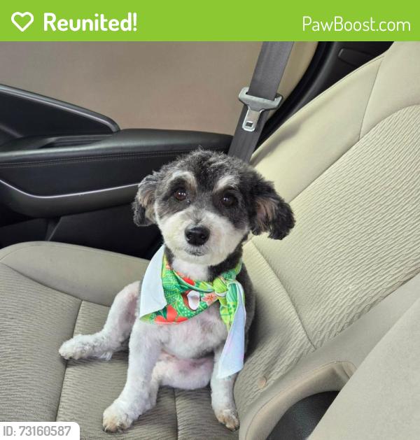 Reunited Female Dog last seen Windingwalk Moonbeam Ln, Chula Vista, CA 91915