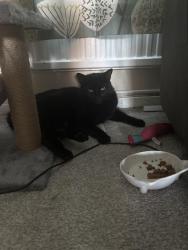 Lost Male Cat last seen The Glade, Cowplain, Hampshire, England PO7 8LQ