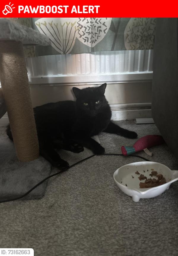 Lost Male Cat last seen The Glade, Cowplain, Hampshire, England PO7 8LQ