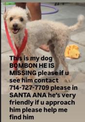 Reunited Male Dog last seen W Walnut St, Santa Ana, CA, USA, Santa Ana, CA 92703
