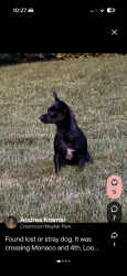 Found/Stray Male Dog last seen Crestmoor/Lowry/Mayfair, Denver, CO 80220
