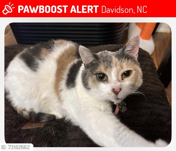 Lost Female Cat last seen Rose Glenn Lane/Sarah Louise Drive, Davidson, NC 28036