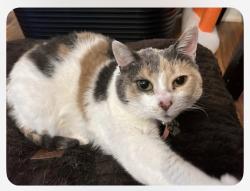 Lost Female Cat last seen Rose Glenn Lane/Sarah Louise Drive, Davidson, NC 28036