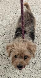 Shelter Stray Female Dog last seen Near Campbellton Rd SW, Atlanta, GA, 1251 Fulton Industrial Blvd NW, Atlanta, GA 30336, USA