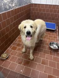 Shelter Stray Male Dog last seen Near blk Hartman-FH, FOREST HILL, TX, 3961 Bluebell Dr, Everman, TX 76140, USA