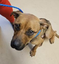 Shelter Stray Female Dog last seen Near Moreland Ave, Conley, GA 30288, 30288, GA, 3280 Chamblee Dunwoody Rd, Chamblee, GA 30341, USA
