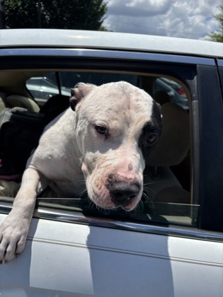 Shelter Stray Male Dog last seen Near North Indian Creek Drive, Clarkston 30021, 30021, GA, 3280 Chamblee Dunwoody Rd, Chamblee, GA 30341, USA