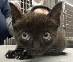 Shelter Stray Female Cat last seen Near Kings Point Drive, Dunwoody, GA 30338, 30338, GA, 3280 Chamblee Dunwoody Rd, Chamblee, GA 30341, USA