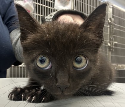 Shelter Stray Female Cat last seen Near Kings Point Drive, Dunwoody, GA 30338, 30338, GA, 3280 Chamblee Dunwoody Rd, Chamblee, GA 30341, USA