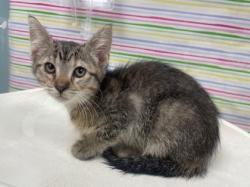 Shelter Stray Female Cat last seen Oswald St, 43605, OH, 827 Illinois Ave, Maumee, OH 43537, USA