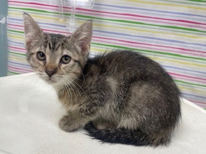 Shelter Stray Female Cat last seen Oswald St, 43605, OH, 827 Illinois Ave, Maumee, OH 43537, USA