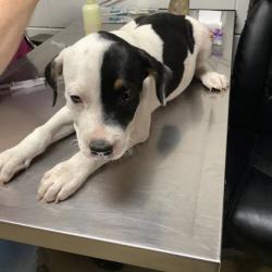 Shelter Stray Female Dog last seen , East District, TX, 355 Hillshire Dr, Haslet, TX 76052, USA