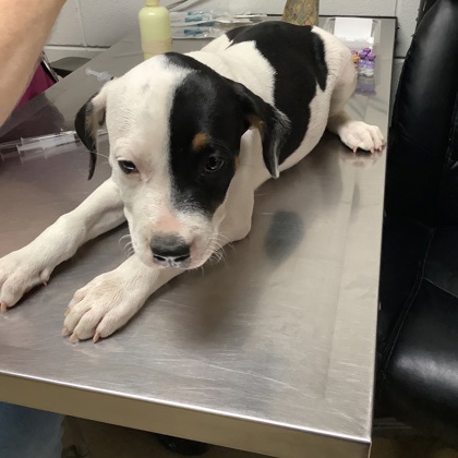 Shelter Stray Female Dog last seen , East District, TX, 355 Hillshire Dr, Haslet, TX 76052, USA