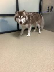 Shelter Stray Male Dog last seen Near Birchman Ave, Fort Worth, TX 76107, West District, TX, 355 Hillshire Dr, Haslet, TX 76052, USA