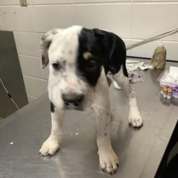 Shelter Stray Female Dog last seen , East District, TX, 355 Hillshire Dr, Haslet, TX 76052, USA