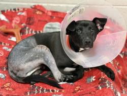 Shelter Stray Male Dog last seen MILLS TOWER DR at MILLS PARK DR, Rancho Cordova, CA, 6201 Florin Perkins Rd, Sacramento, CA 95828, USA