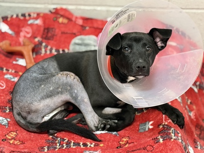 Shelter Stray Male Dog last seen MILLS TOWER DR at MILLS PARK DR, Rancho Cordova, CA, 6201 Florin Perkins Rd, Sacramento, CA 95828, USA
