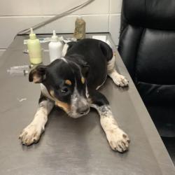 Shelter Stray Female Dog last seen , East District, TX, 355 Hillshire Dr, Haslet, TX 76052, USA