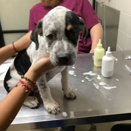 Shelter Stray Female Dog last seen , East District, TX, 355 Hillshire Dr, Haslet, TX 76052, USA