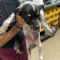 Shelter Stray Female Dog last seen , East District, TX, 355 Hillshire Dr, Haslet, TX 76052, USA